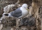 Kittiwake