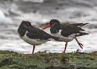 Oystercatchers