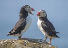 Puffins