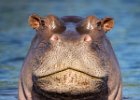 Hippo : Chobe, Hippo, Mammals