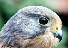 Kestrel