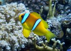 3-Clown_fish.jpg