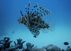 5-Lionfish_2.jpg