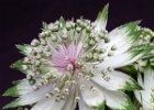 Astrantia.jpg