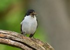 David Atkinson - Pied Flycatcher.jpg