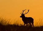 David Atkinson - Red Deer at Dawn.jpg