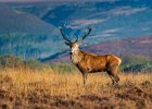 Eddie Sherwood - Red Stag on Big Moor.jpg