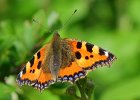 Helen Ensor - Small Tortoiseshell.jpg