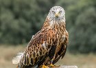 John Gorman - Red Kite (Milvus milvus).jpg