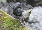 John Scholey - Juvenile Dipper.jpg