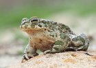 Judy Smith - Wild Green Toad Bulgaria.jpg