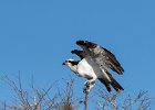 Judy Smith - Wild Osprey Florida.jpg