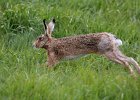 Linda Jackson - Running in the Wet Grass.jpg