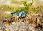 Mike Smith - Wild Florida Scrub-Jay.jpg