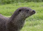 Steve Jackson - Otter on the Alert.jpg