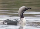 David Atkinson - Black-throated Diver.jpg