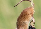 Linda Jackson - Harvest Mouse on Blackberry.jpg