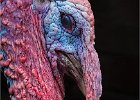 Richard Hall - Old Mr Turkey.jpg