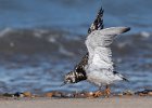 Eddie Sherwood - Turnstone - Nature Trophy for best nature image.jpg