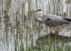 David Greenwood - Hunting Heron.jpg