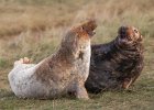 Jenny Owen - Seal Pair, Donna Nook.jpg : Dec23Edit, DonnaNook, November