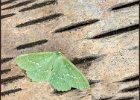 John Scholey - Large Emerald Moth.jpg