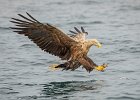 John Scholey - White Tailed Sea Eagle Catching fish.jpg