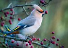 Jonathan Elliott - Waxwing.jpg