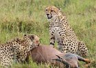 Judy Smith - Cheetahs with Kill, Kenya .jpg