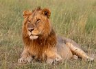 Judy Smith - Lion in  Evening Light, Kenya.jpg