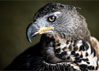 Mark Hillier - African Crowned Hawk Eagle.jpg