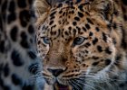 Mike Newman - Amur Leopard, Yorkshire Wildlife Park.jpg