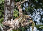 Richard Hall -  Three Toed Sloth eating with Pup.jpg