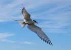 Claire Stephenson - Arctic Tern.jpg