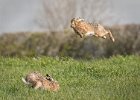 John Scholey - Brown Hares at Play.jpg