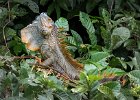 Richard Hall - Green Iguana Orange Phase Male.jpg