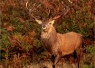 David Greenwood - Red Deer Stag with Attitude.jpg