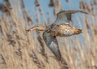 Eddie Sherwood - Female shoveler.jpg