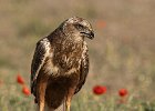 Judy Smith - Wild Marsh Harrier, Spain.jpg