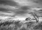 Trevor Unwin - Lone tree at Sun rise Yellowcraig East Lothian..jpg