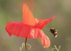 Jenny Owen - Bee and Poppy.jpg : AE24, Dec23Edit