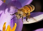 John Scholey - Honey Bee on Crocus.jpg