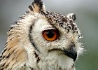 Richard Worth - Eagle owl.jpg