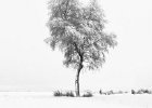 Jim Charlton - Lone tree in the Snow.jpg